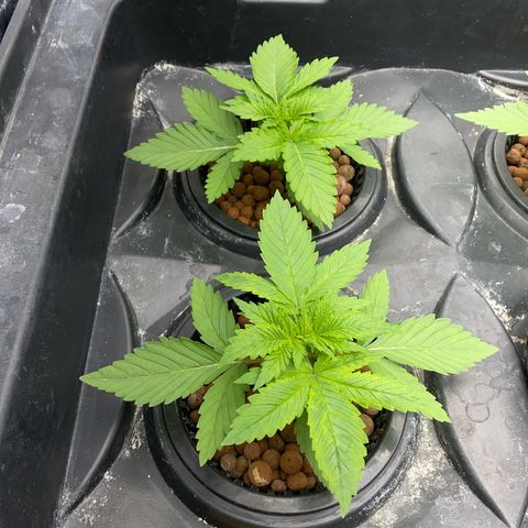 OG Kush x 5 growlog timeline photo