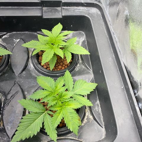 OG Kush x 5 growlog timeline photo