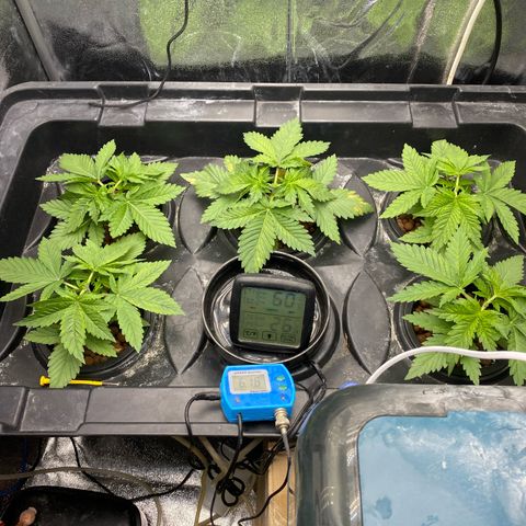 OG Kush x 5 growlog timeline photo