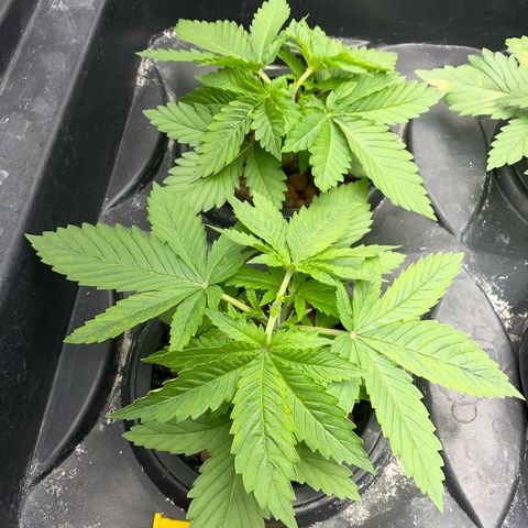 OG Kush x 5 growlog timeline photo