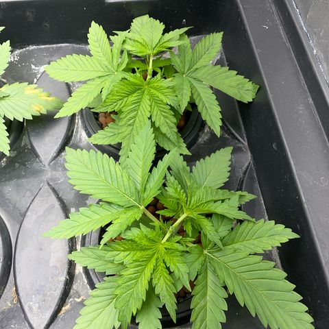 OG Kush x 5 growlog timeline photo