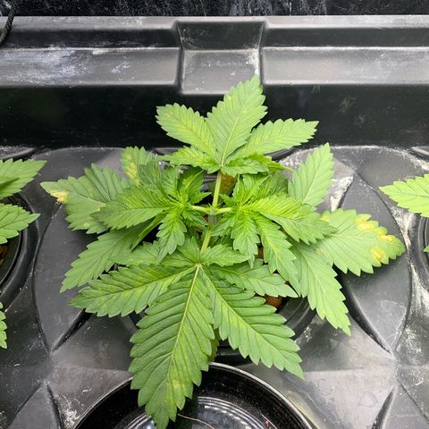 OG Kush x 5 growlog timeline photo
