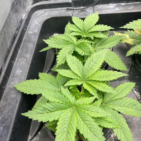 OG Kush x 5 growlog timeline photo