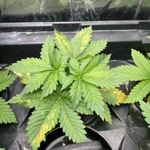 OG Kush x 5 growlog timeline photo