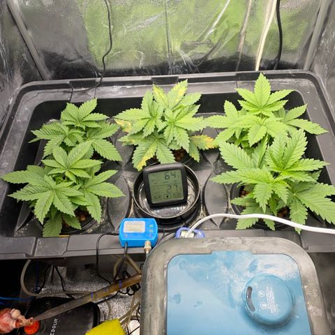 OG Kush x 5 growlog timeline photo
