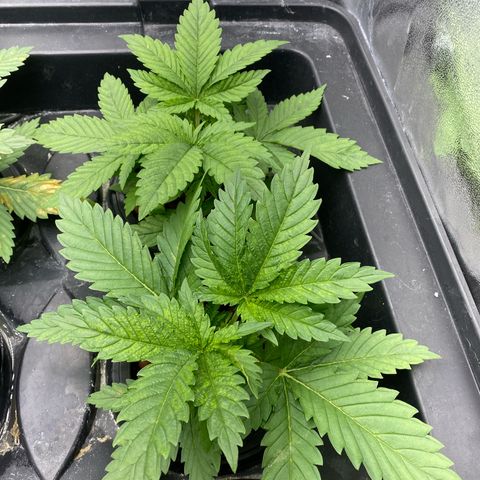 OG Kush x 5 growlog timeline photo