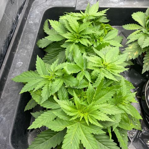 OG Kush x 5 growlog timeline photo