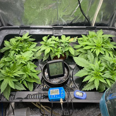 OG Kush x 5 growlog timeline photo