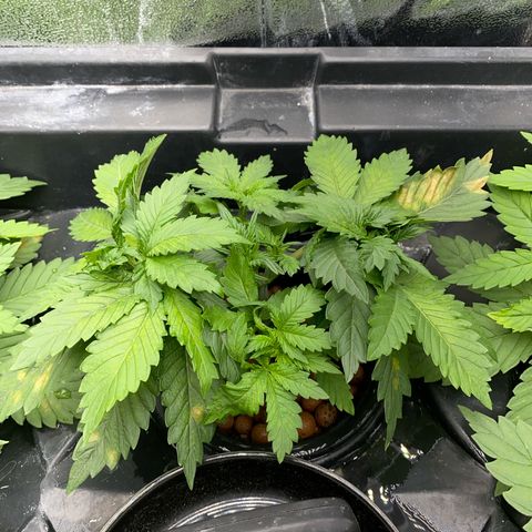 OG Kush x 5 growlog timeline photo