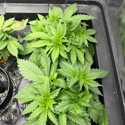 OG Kush x 5 growlog timeline photo