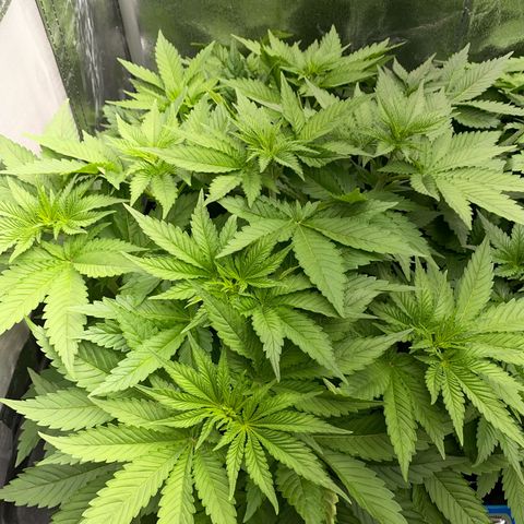 OG Kush x 5 growlog timeline photo