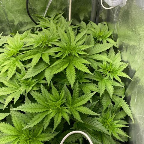 OG Kush x 5 growlog timeline photo