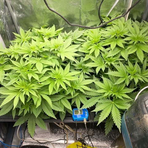 OG Kush x 5 growlog timeline photo