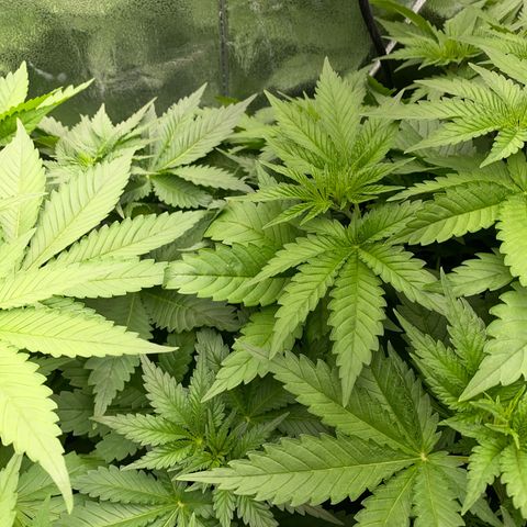 OG Kush x 5 growlog timeline photo