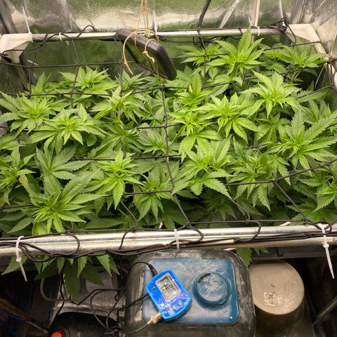 OG Kush x 5 growlog photo: Scrog