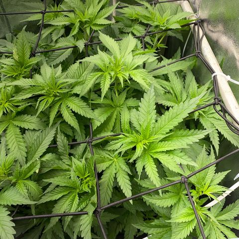 OG Kush x 5 growlog photo: Scrog