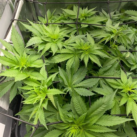OG Kush x 5 growlog photo: Scrog
