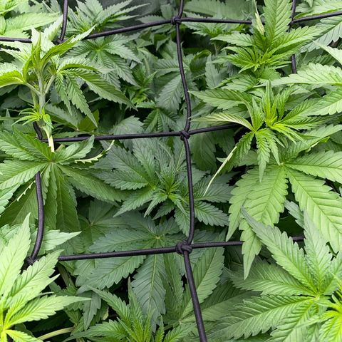 OG Kush x 5 growlog photo: Scrog