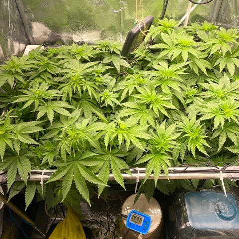 OG Kush x 5 growlog timeline photo