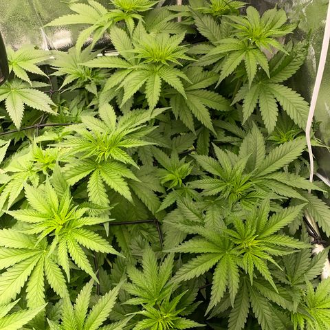 OG Kush x 5 growlog timeline photo
