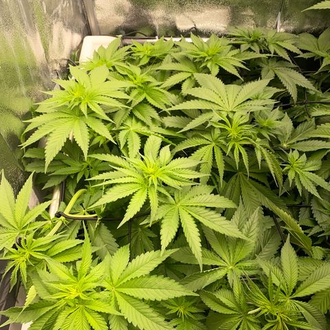 OG Kush x 5 growlog timeline photo