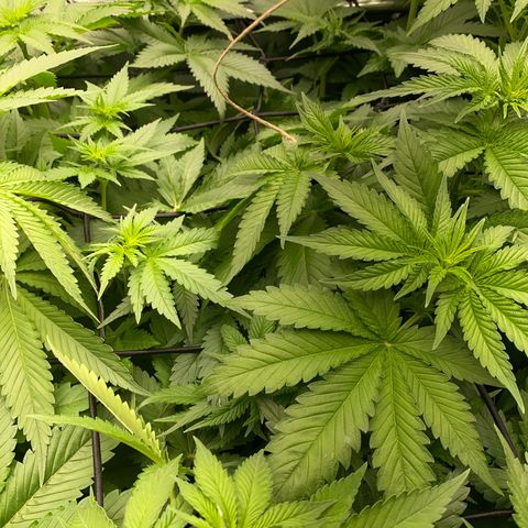 OG Kush x 5 growlog timeline photo