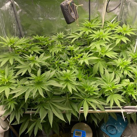 OG Kush x 5 growlog timeline photo
