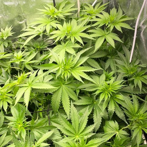 OG Kush x 5 growlog timeline photo