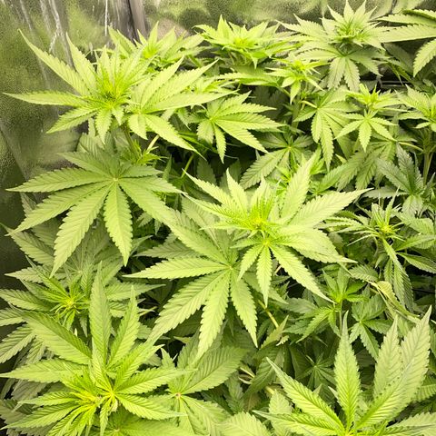 OG Kush x 5 growlog timeline photo