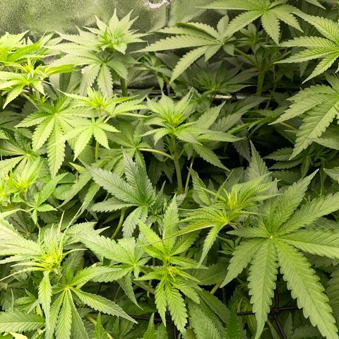 OG Kush x 5 growlog timeline photo