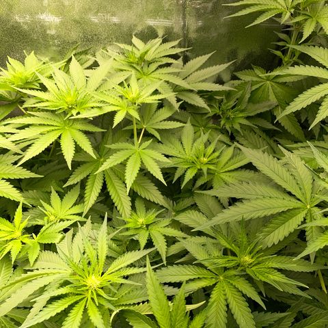 OG Kush x 5 growlog timeline photo