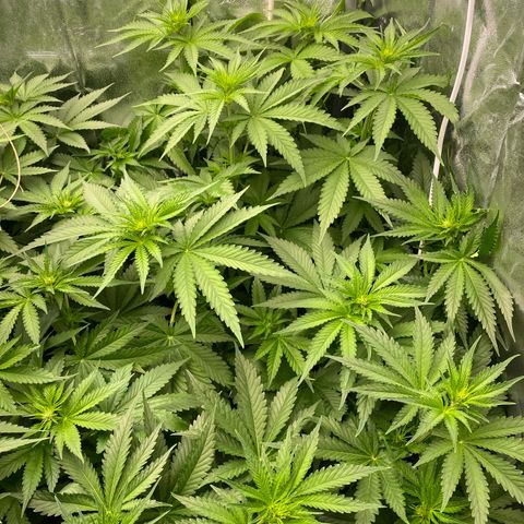 OG Kush x 5 growlog timeline photo