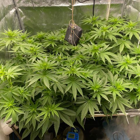 OG Kush x 5 growlog timeline photo