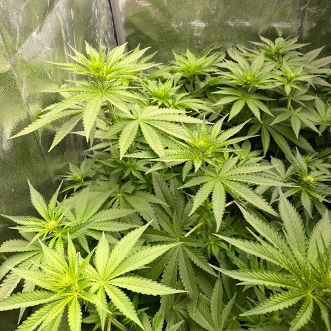 OG Kush x 5 growlog timeline photo