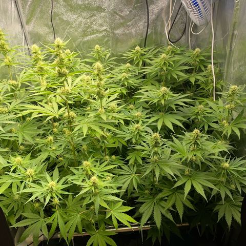 OG Kush x 5 growlog timeline photo