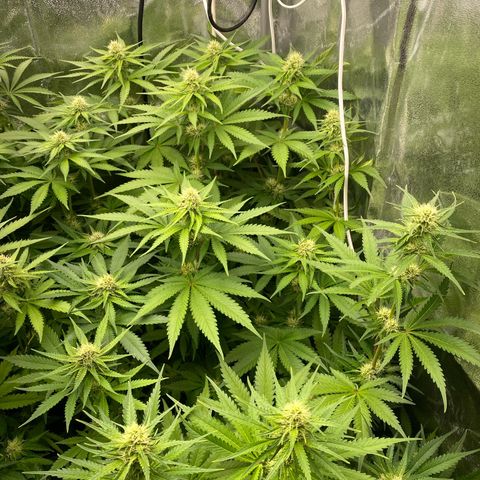 OG Kush x 5 growlog timeline photo