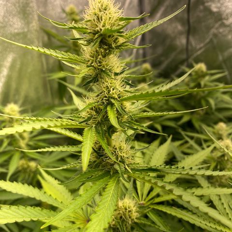 OG Kush x 5 growlog timeline photo