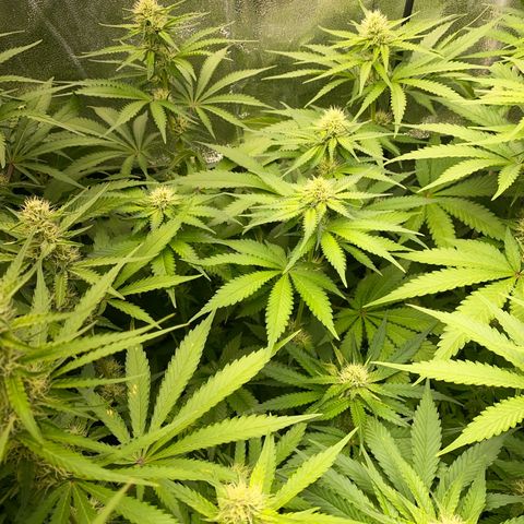 OG Kush x 5 growlog timeline photo