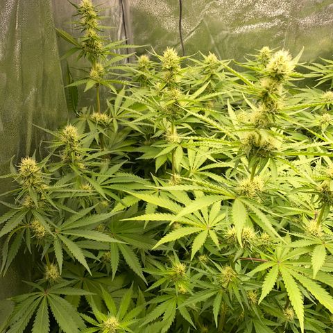 OG Kush x 5 growlog timeline photo