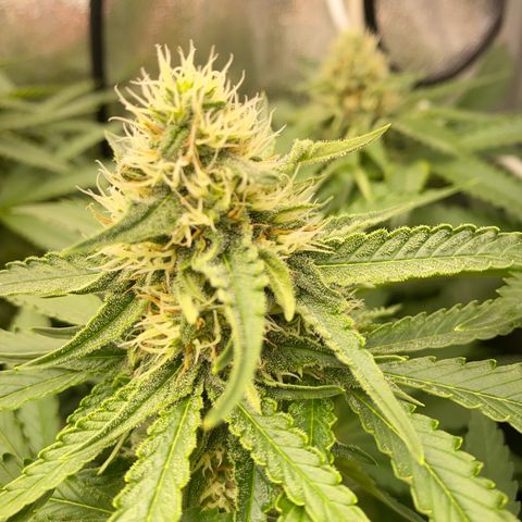 OG Kush x 5 growlog timeline photo