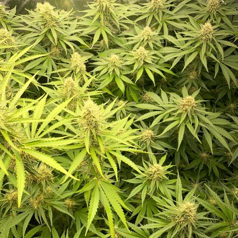 OG Kush x 5 growlog timeline photo