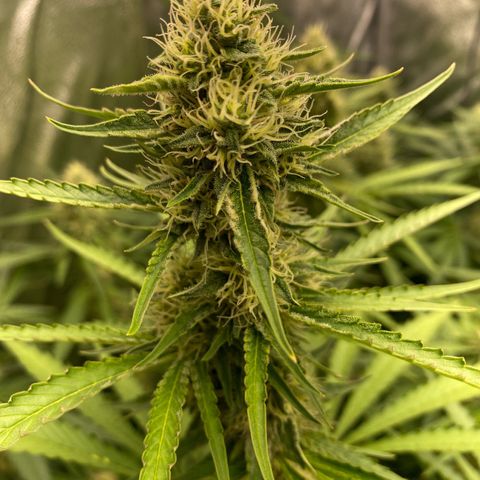 OG Kush x 5 growlog timeline photo