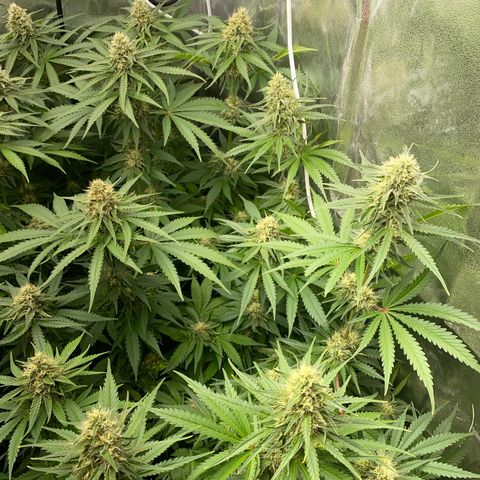 OG Kush x 5 growlog timeline photo