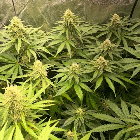 OG Kush x 5 growlog timeline photo