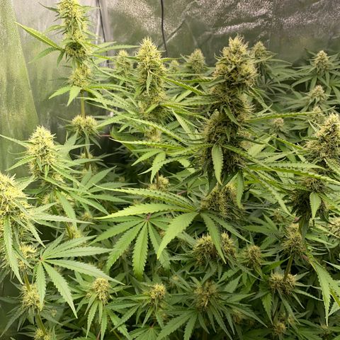 OG Kush x 5 growlog timeline photo
