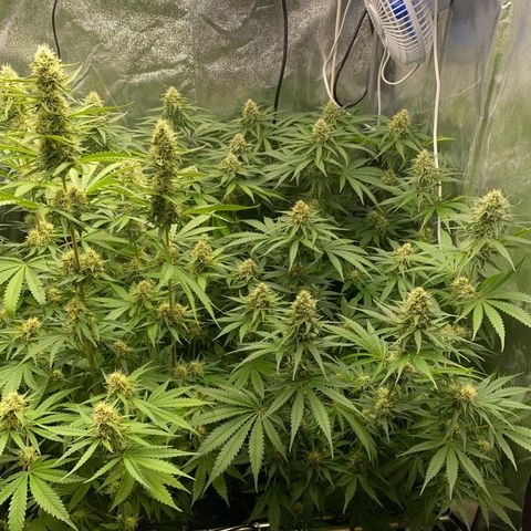 OG Kush x 5 growlog timeline photo