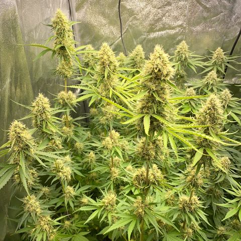 OG Kush x 5 growlog timeline photo