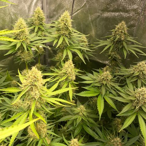 OG Kush x 5 growlog timeline photo
