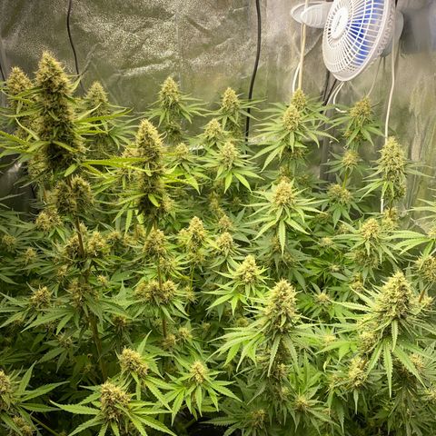 OG Kush x 5 growlog timeline photo