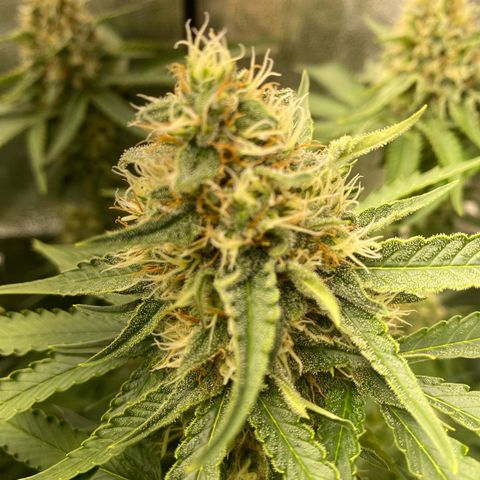 OG Kush x 5 growlog timeline photo